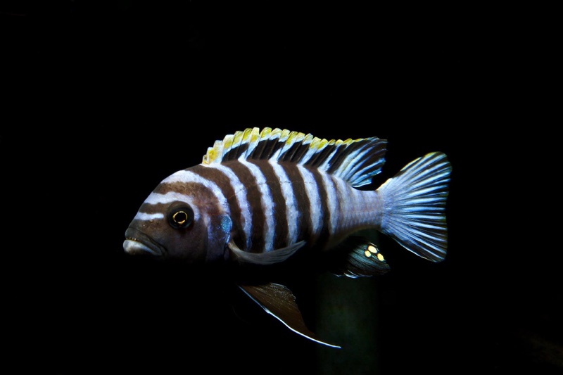 Cynotilapia zebroides 'Hai (Chimate) Reef'